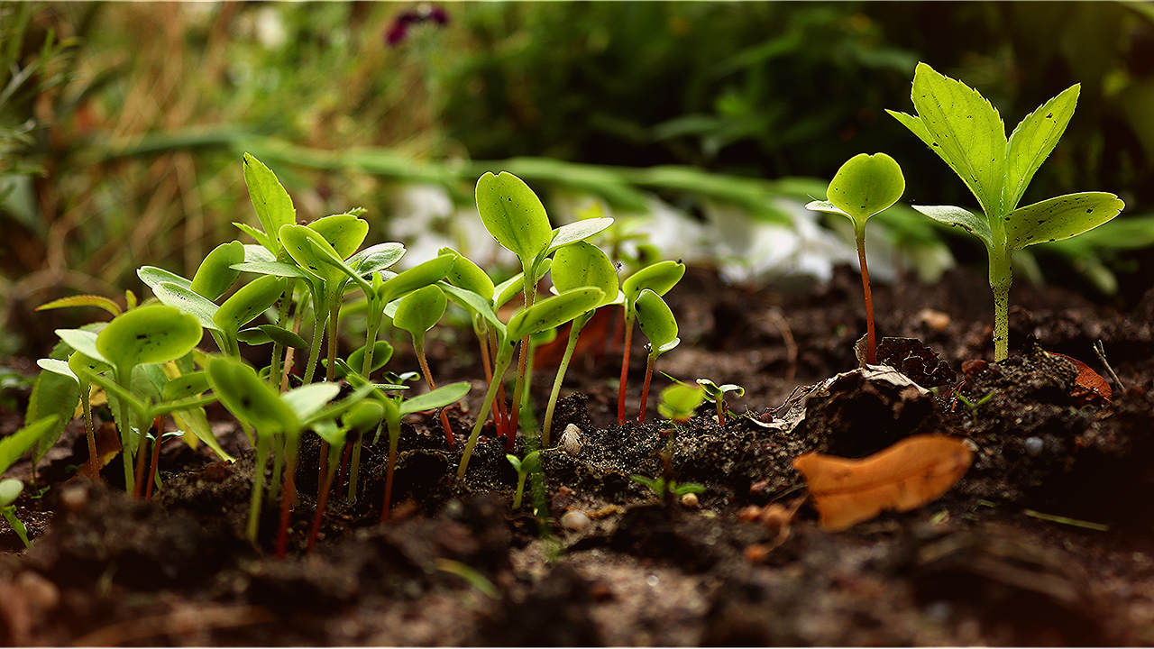 The Role of Permaculture in Urban Sustainability